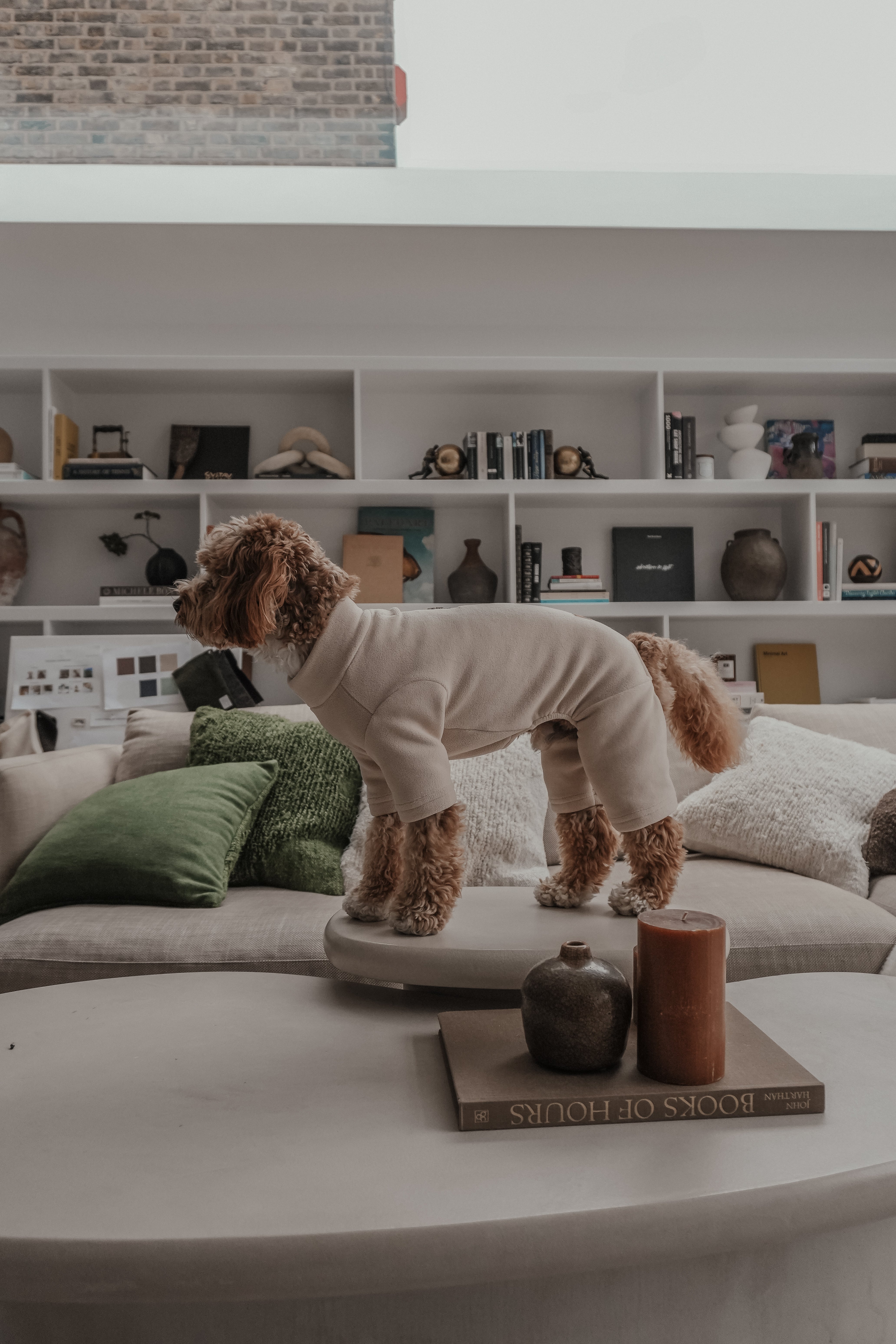 Theodore | Mini Australian Labradoodle | Size S