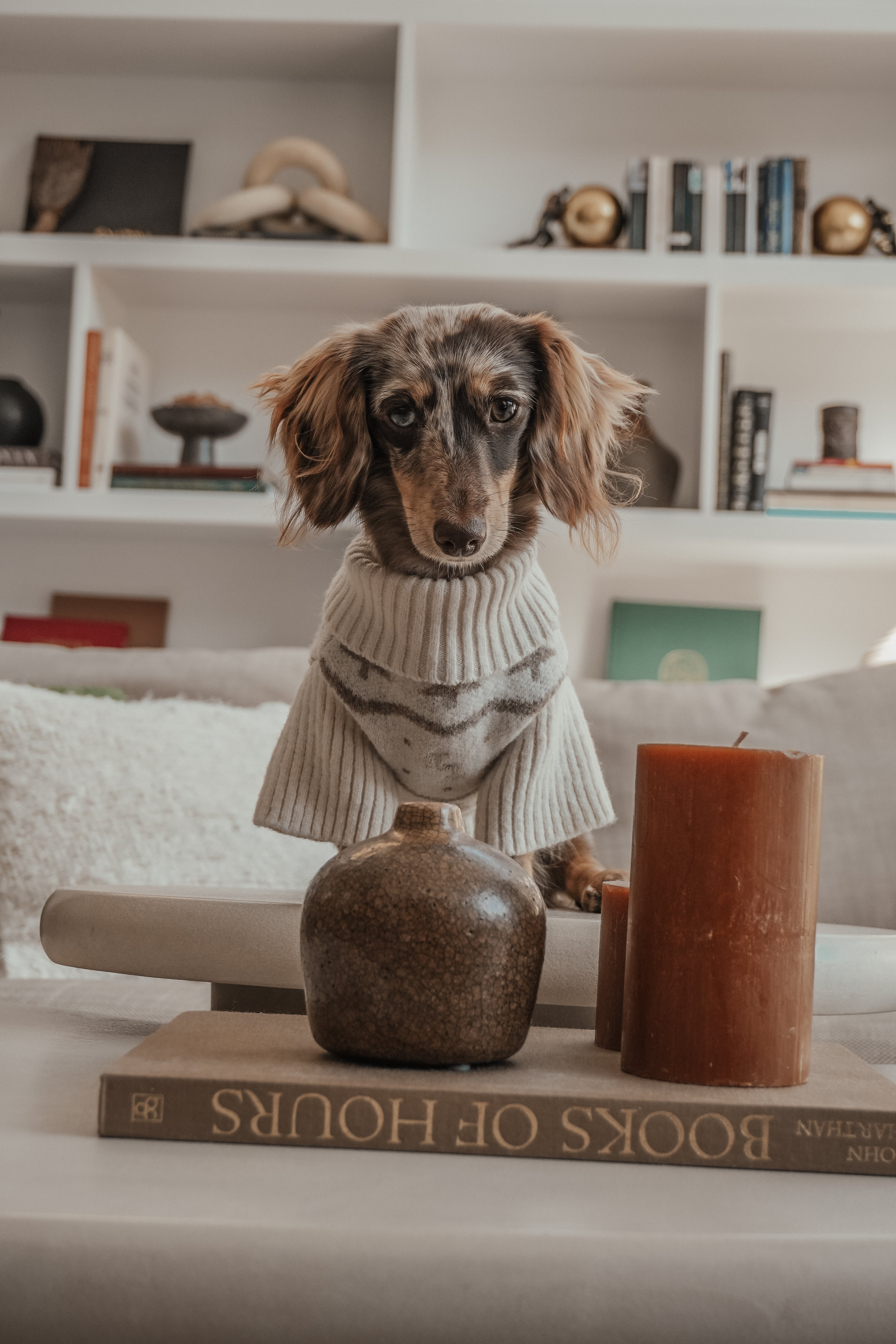 Willow | Dachshund | Size XS