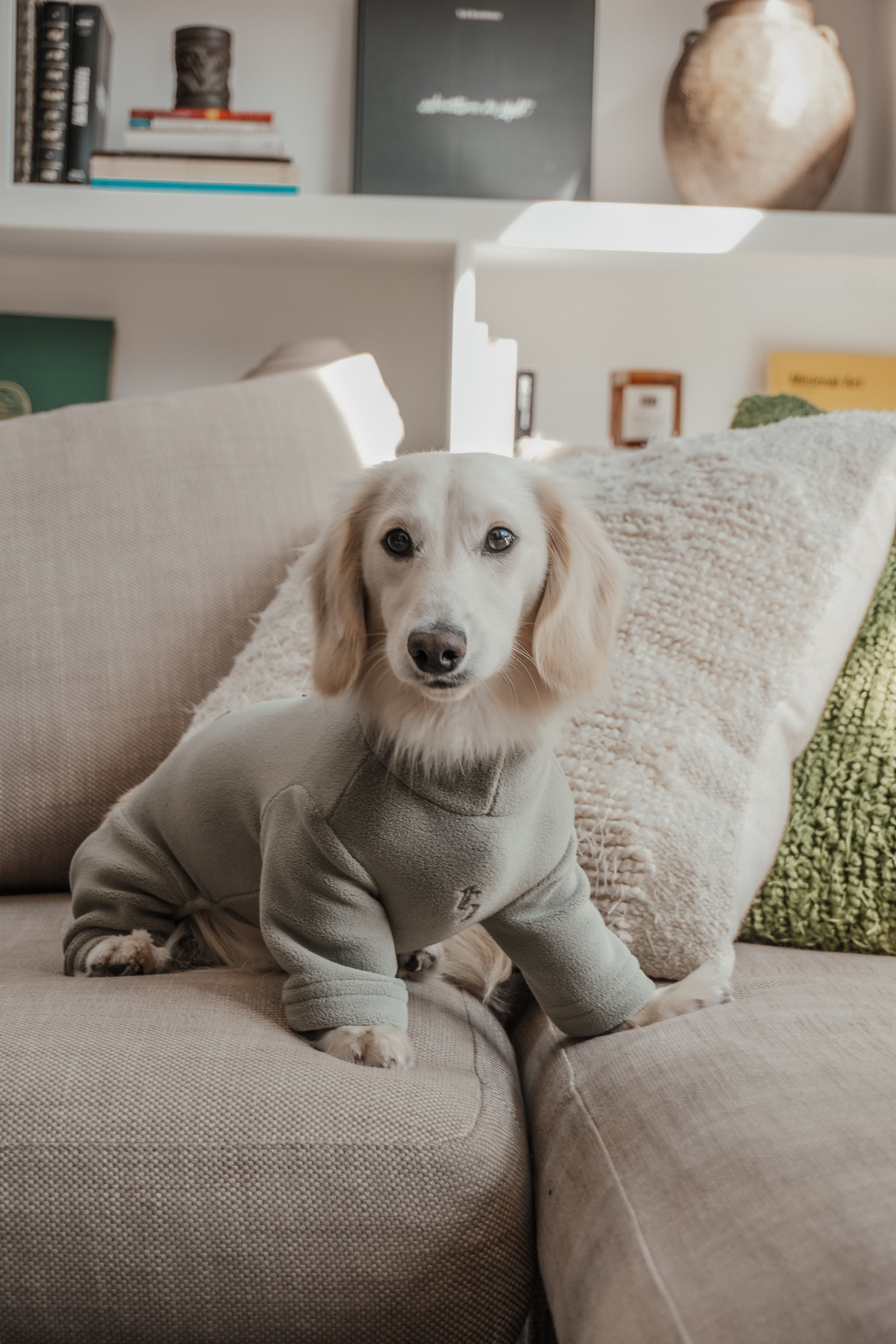 Strudel | Dachshund | Size S