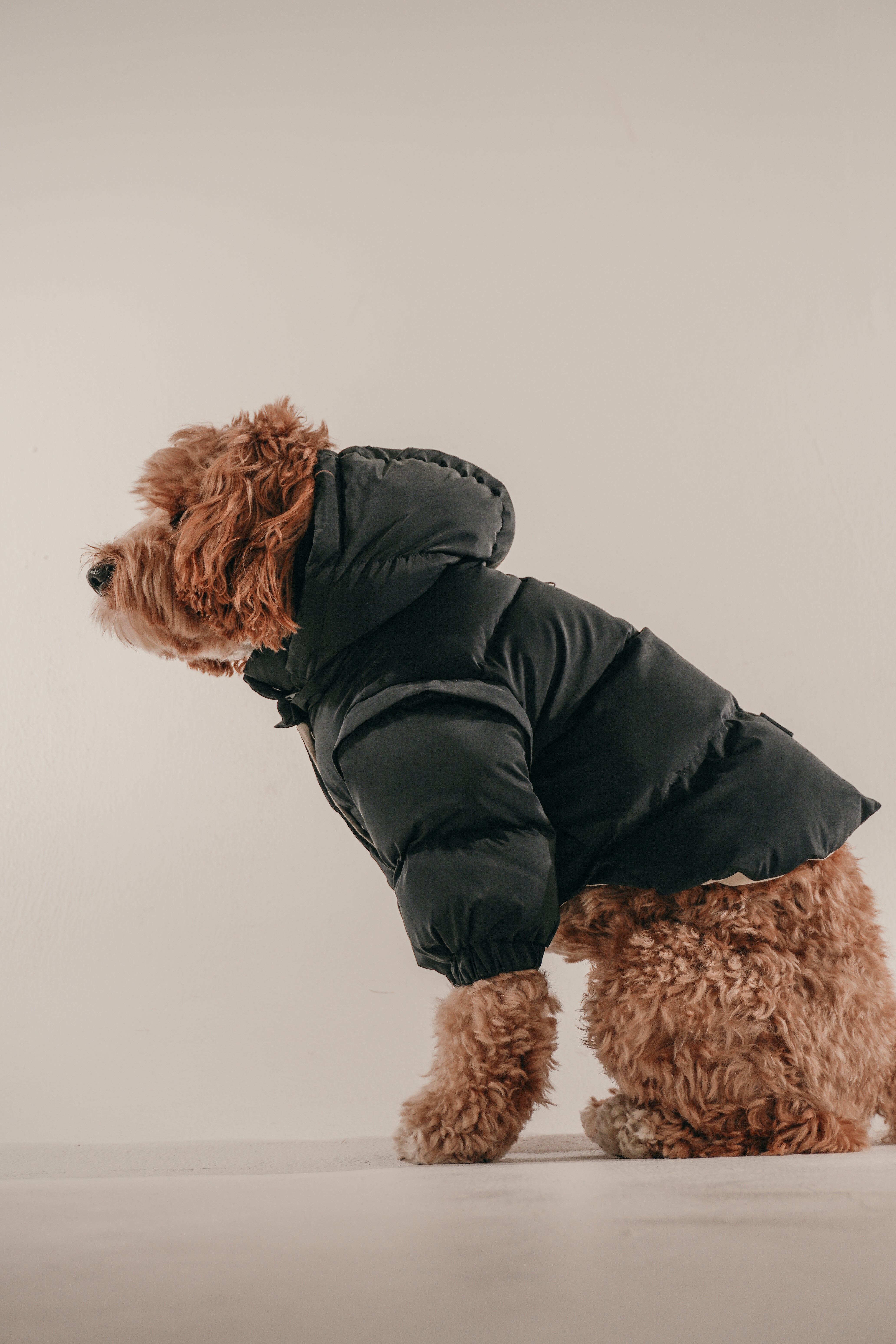 Marshmallow | The Modular Puffer – By Teddy