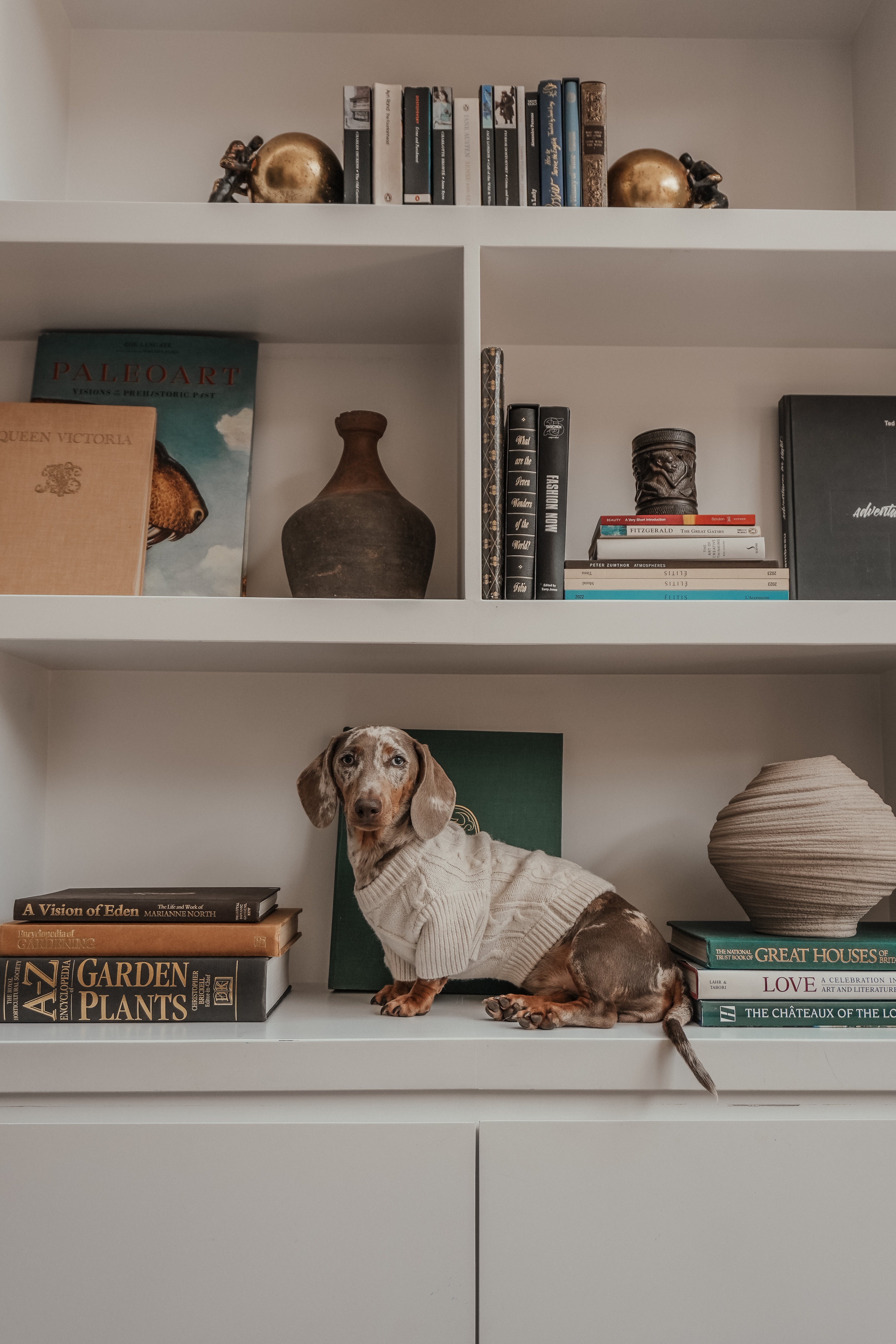 Hazel | Dachshund | Size XS