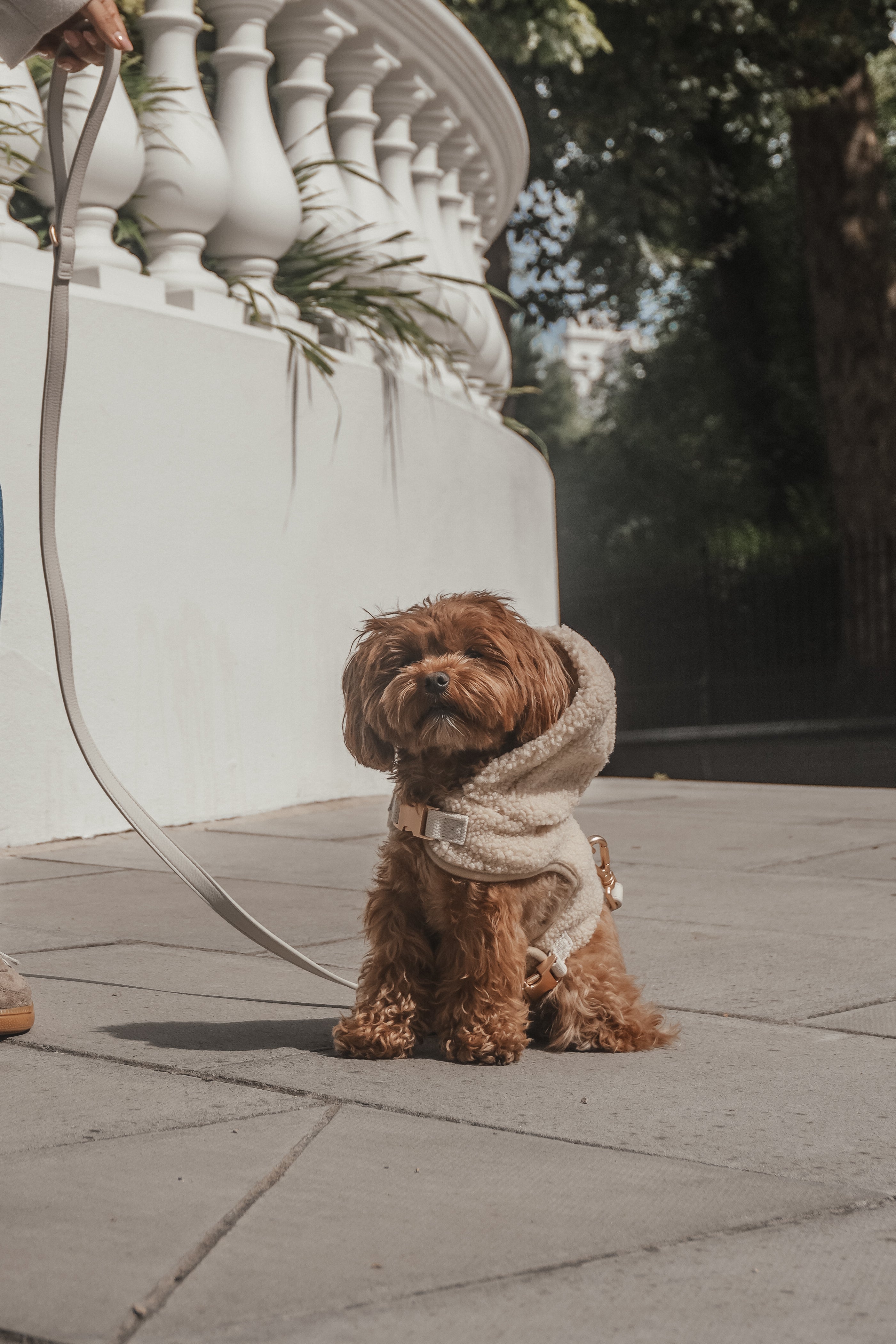 Sasha | Toy Maltipoo | Size XXS