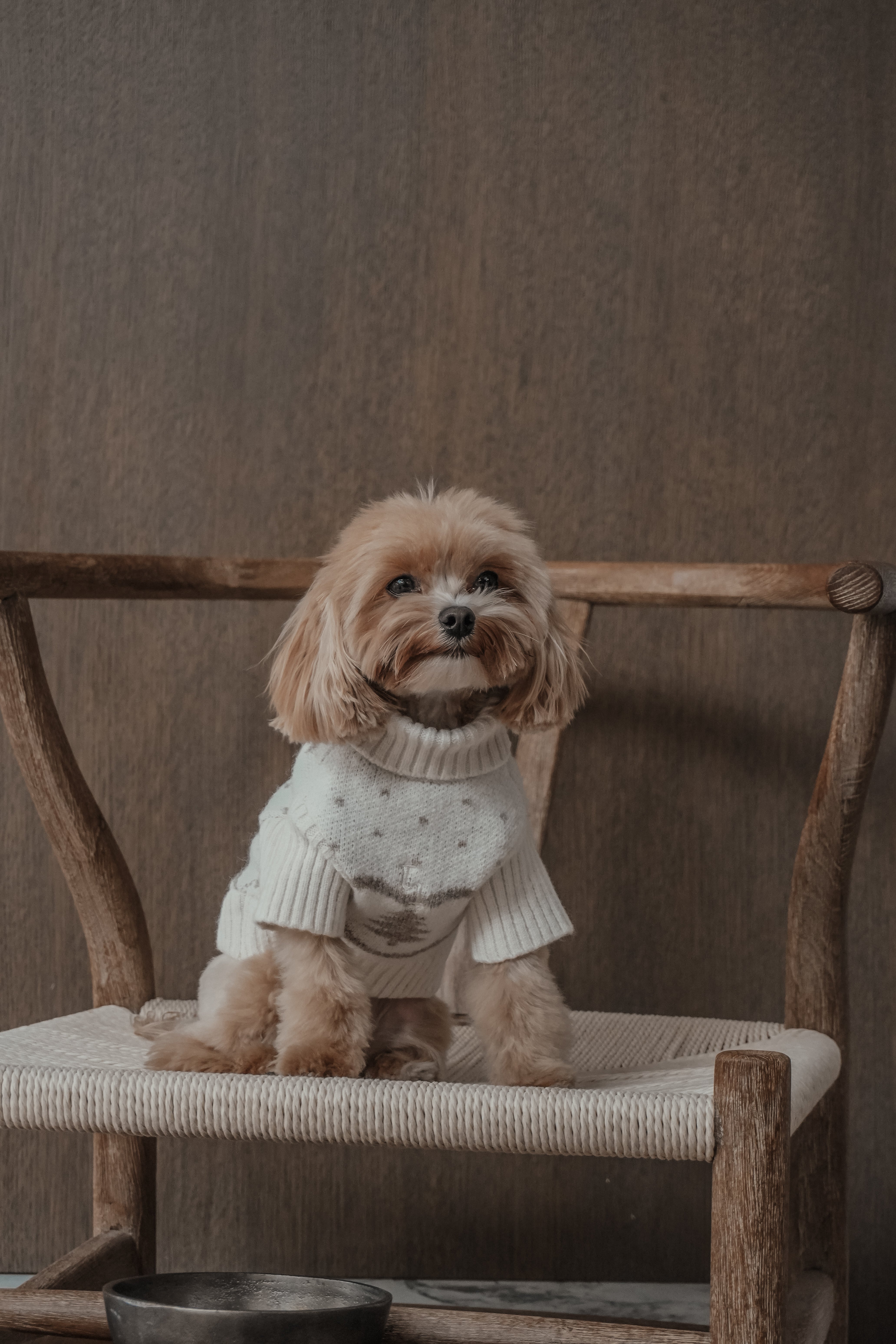 Heidi | Toy Maltipoo | Size XXS