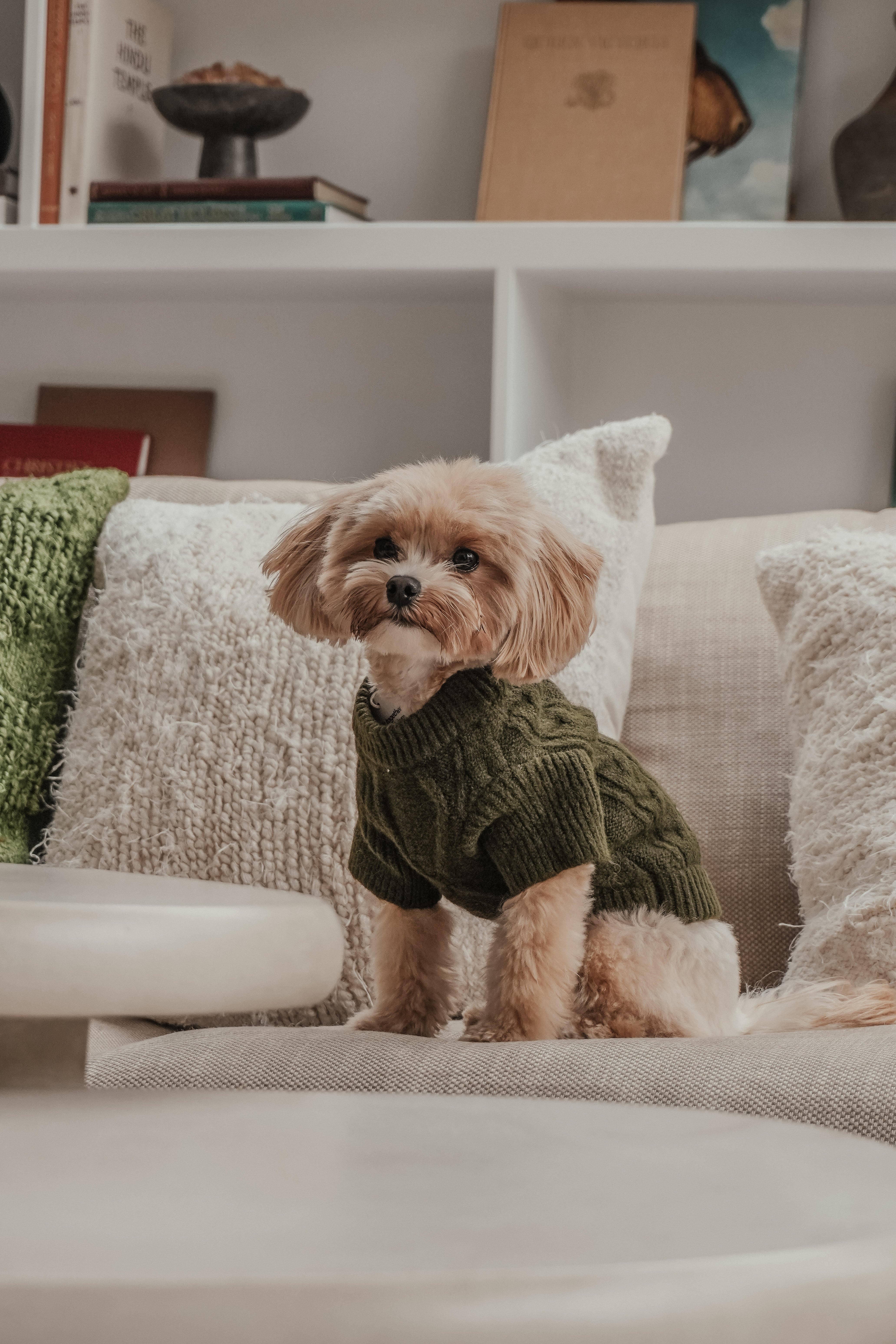 Heidi | Toy Maltipoo | Size XXS