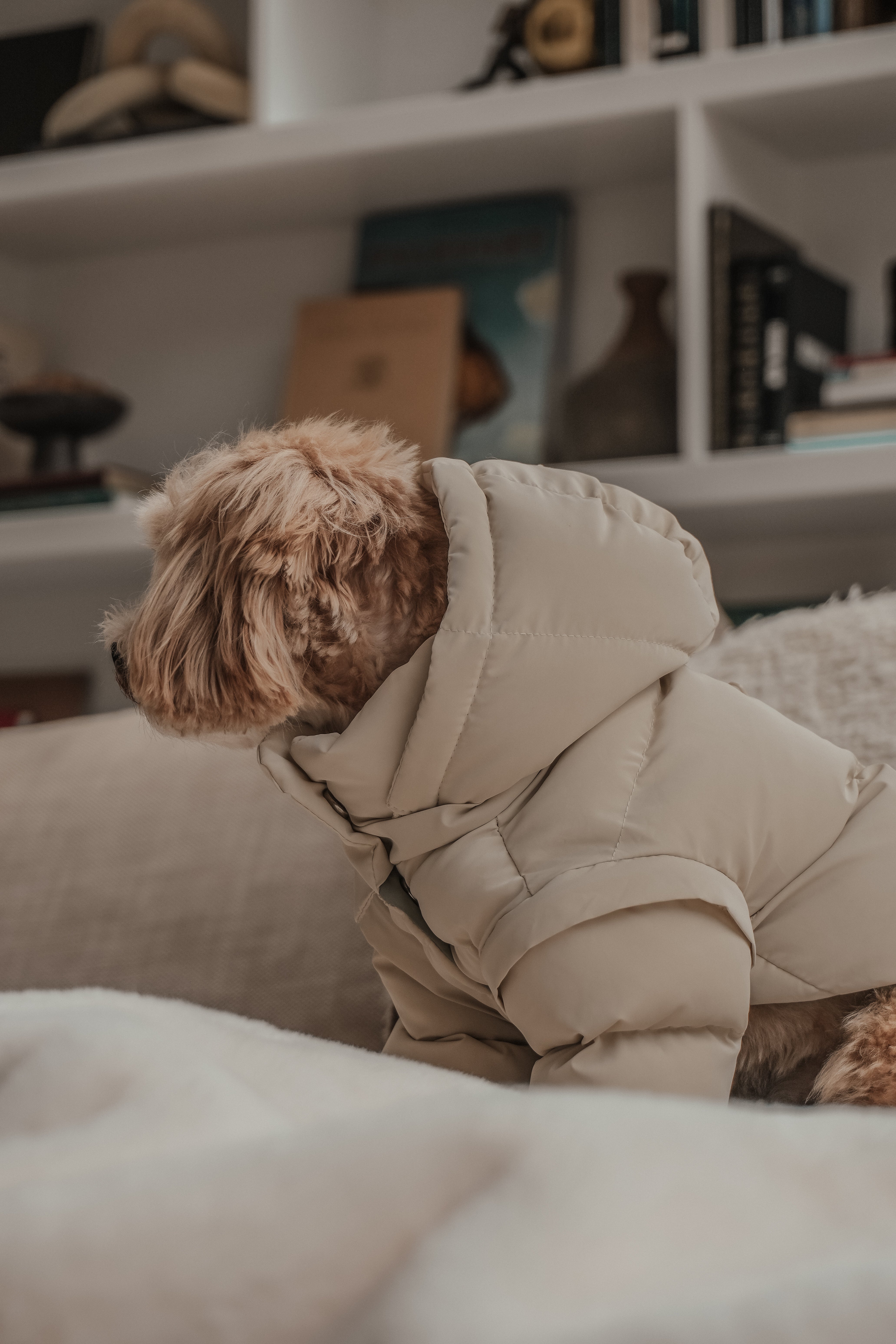 Heidi | Toy Maltipoo | Size XXS