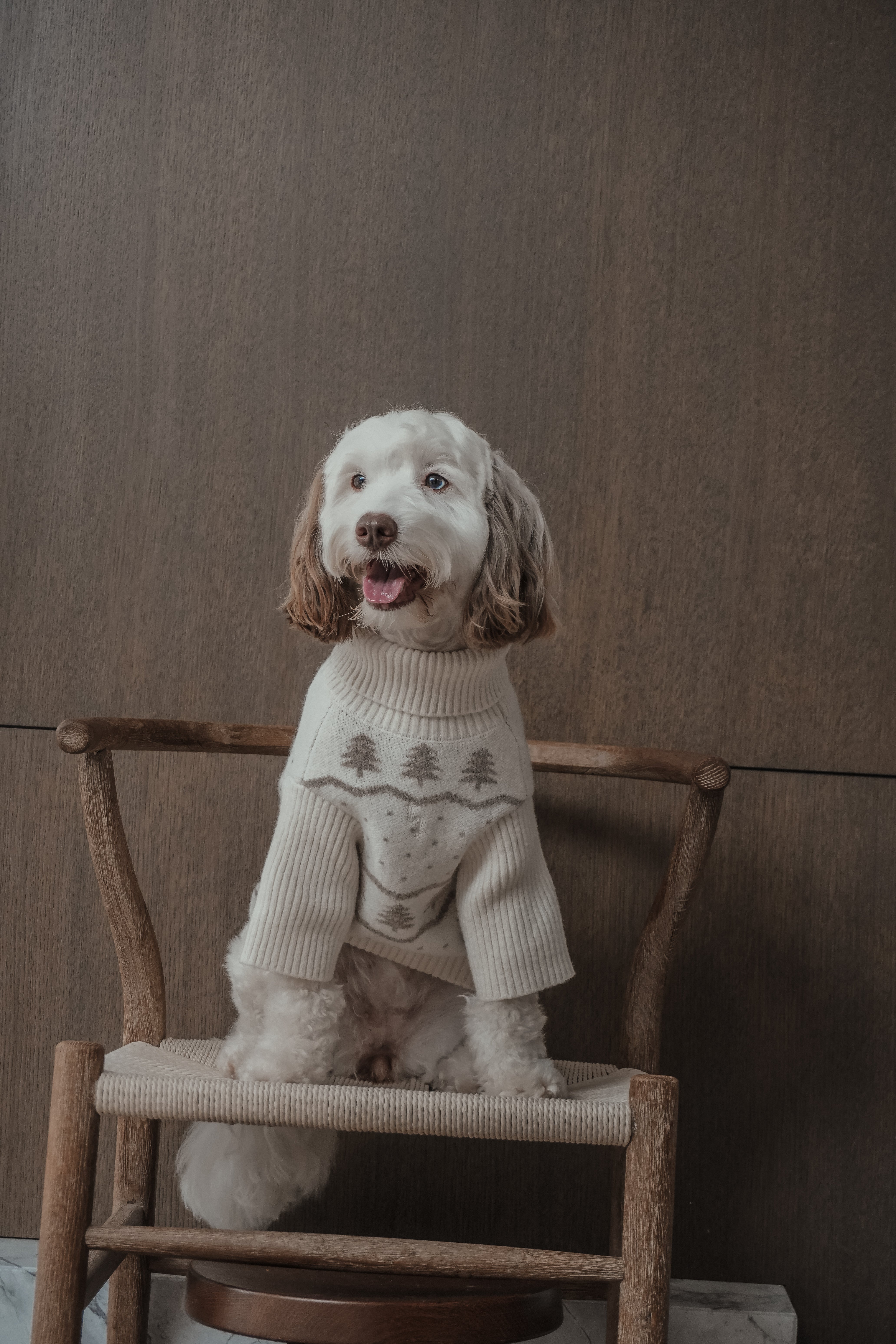Floss | Medium Australian Labradoodle | Size M
