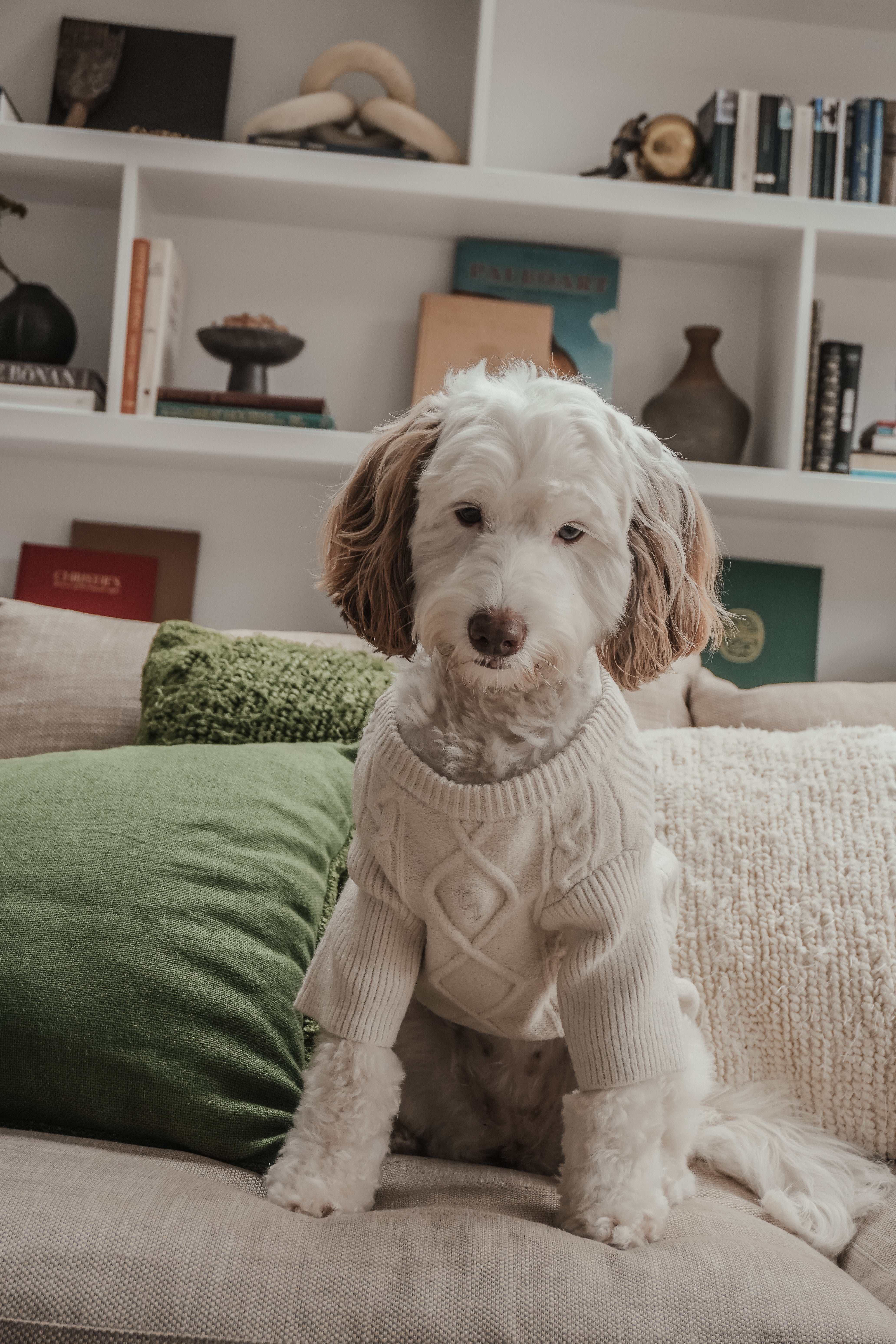 Floss | Medium Australian Labradoodle | Size M