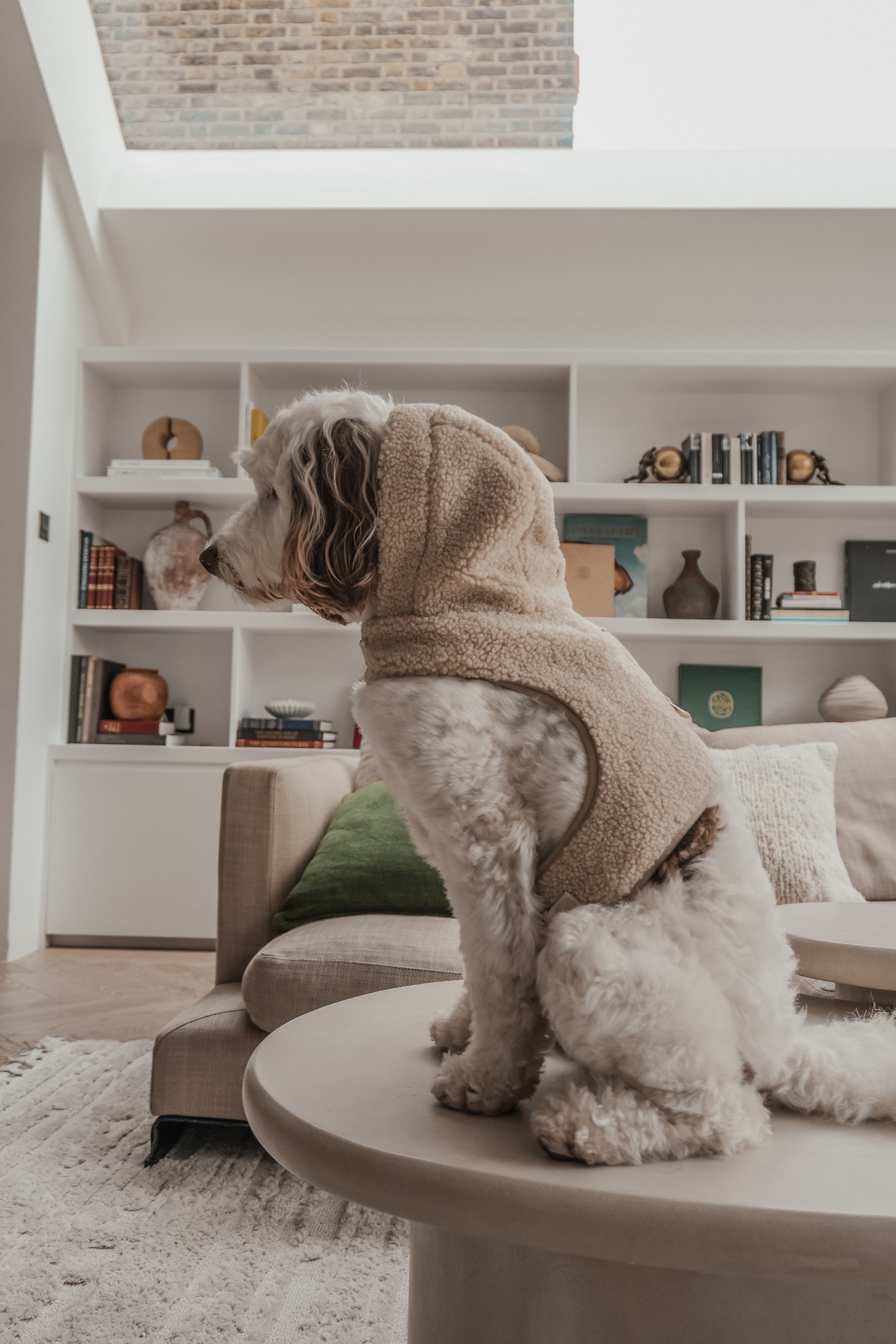 Floss | Medium Australian Labradoodle | Size M