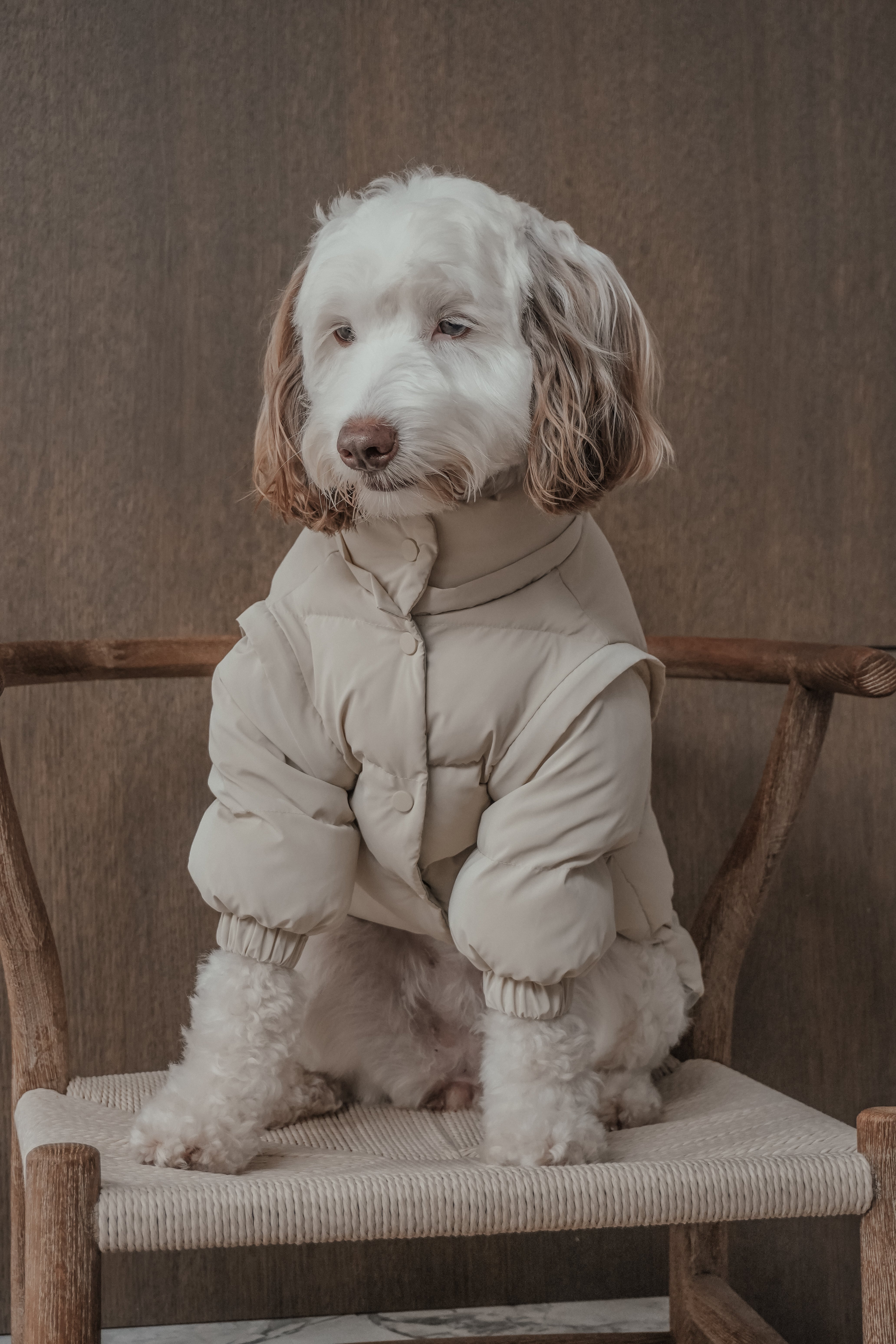Floss | Medium Australian Labradoodle | Size M