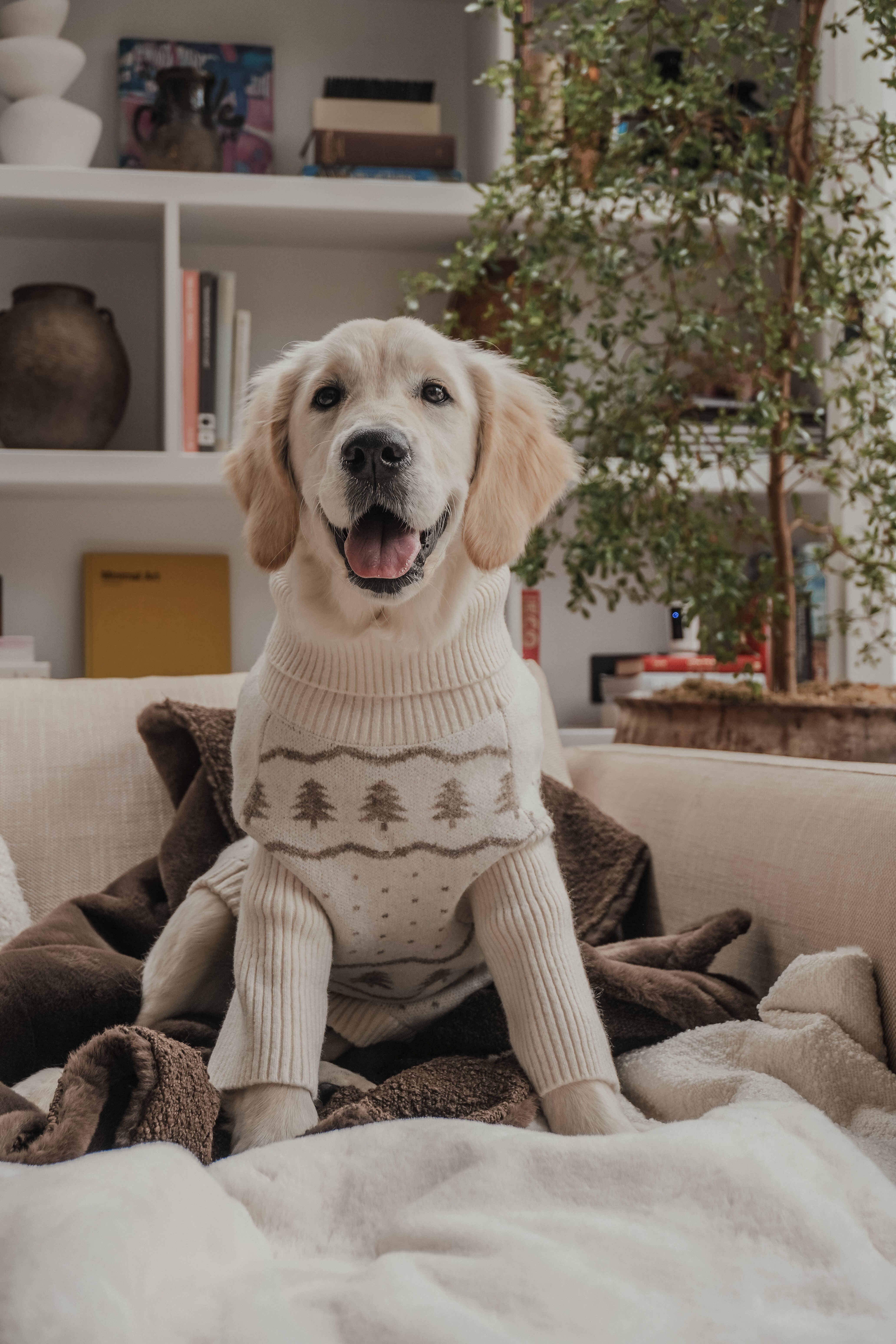 Maple | Golden Retriever | Size L