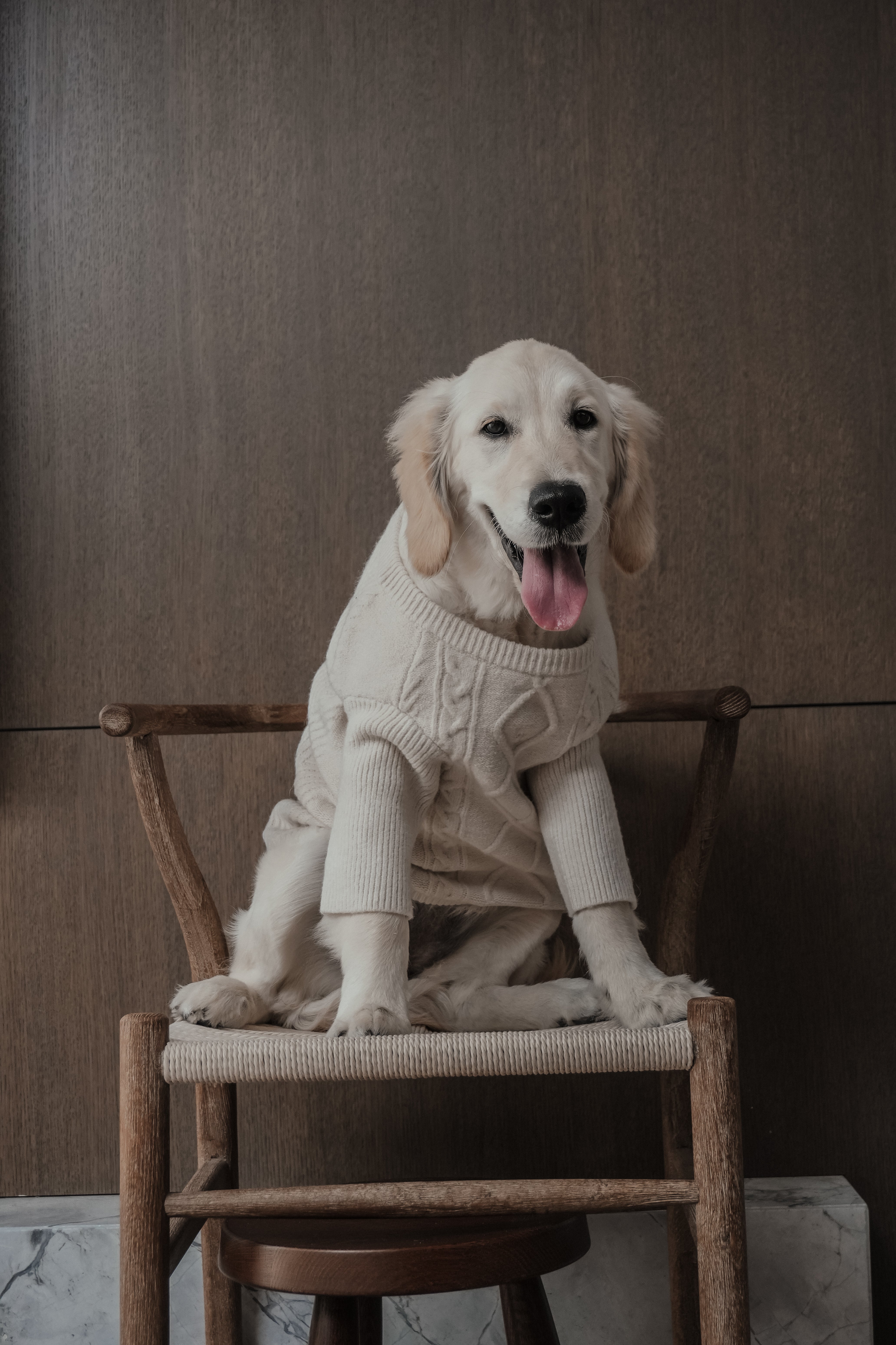 Maple | Golden Retriever | Size L