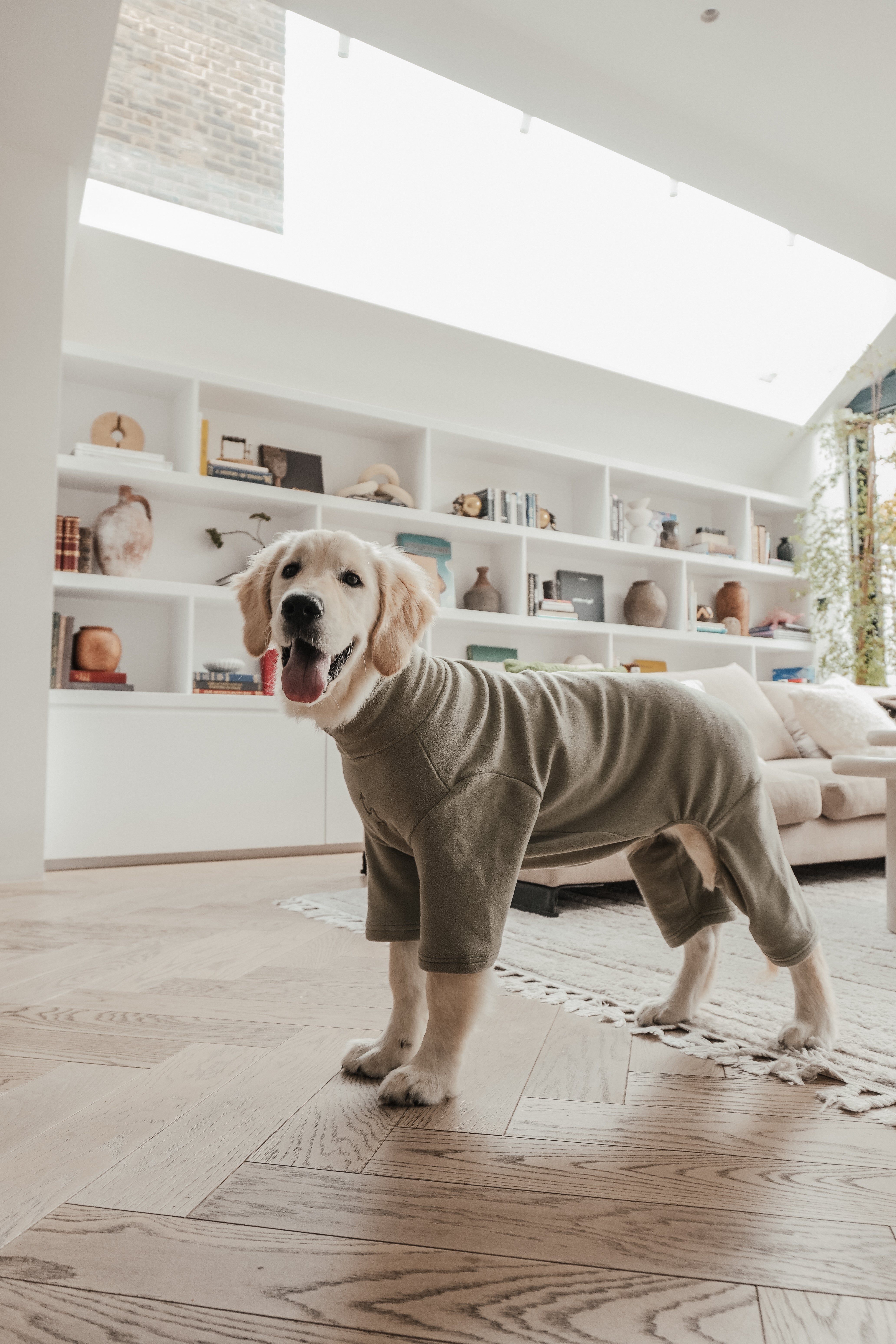 Maple | Golden Retriever | Size L