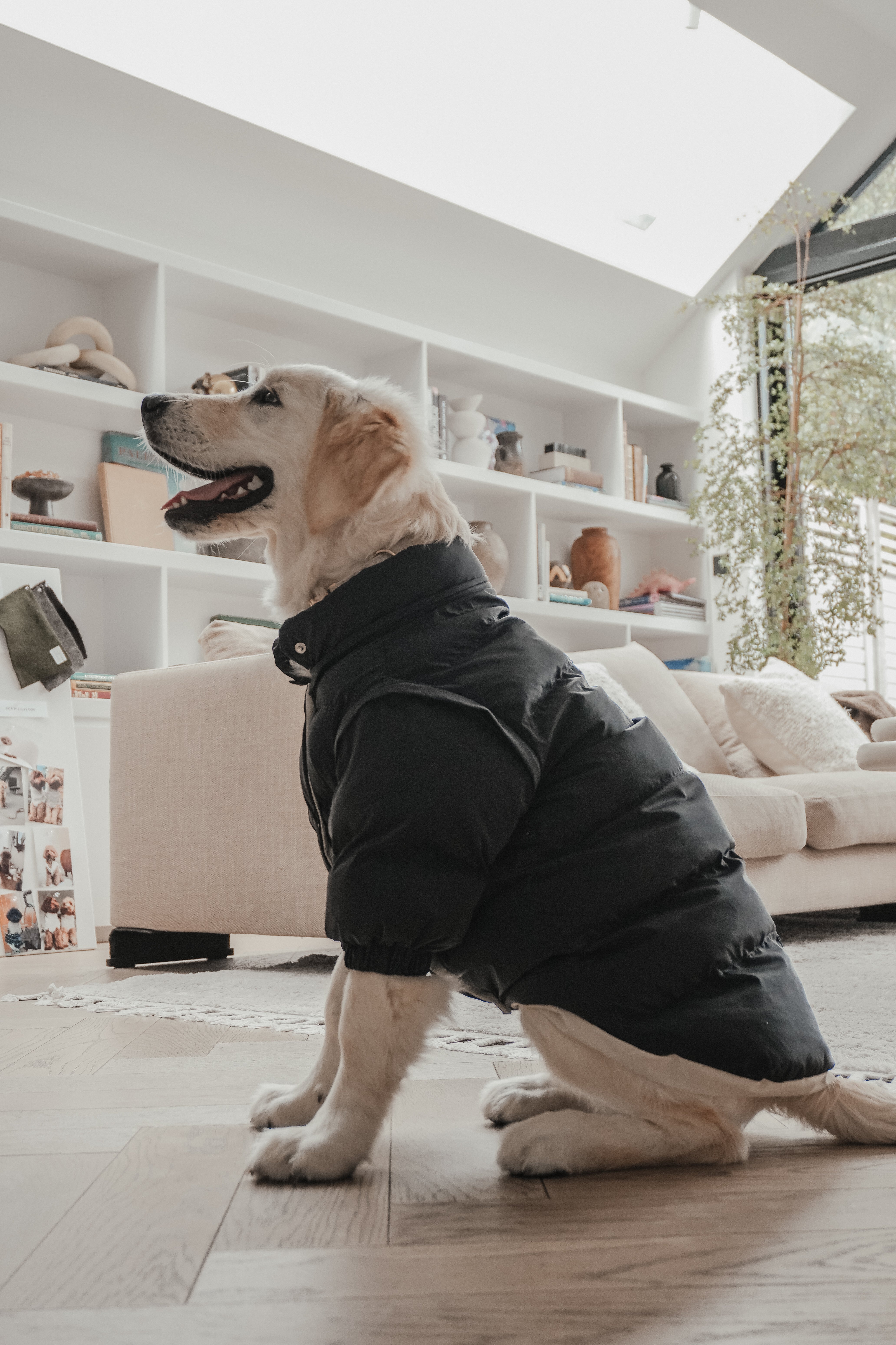Maple | Golden Retriever | Size L