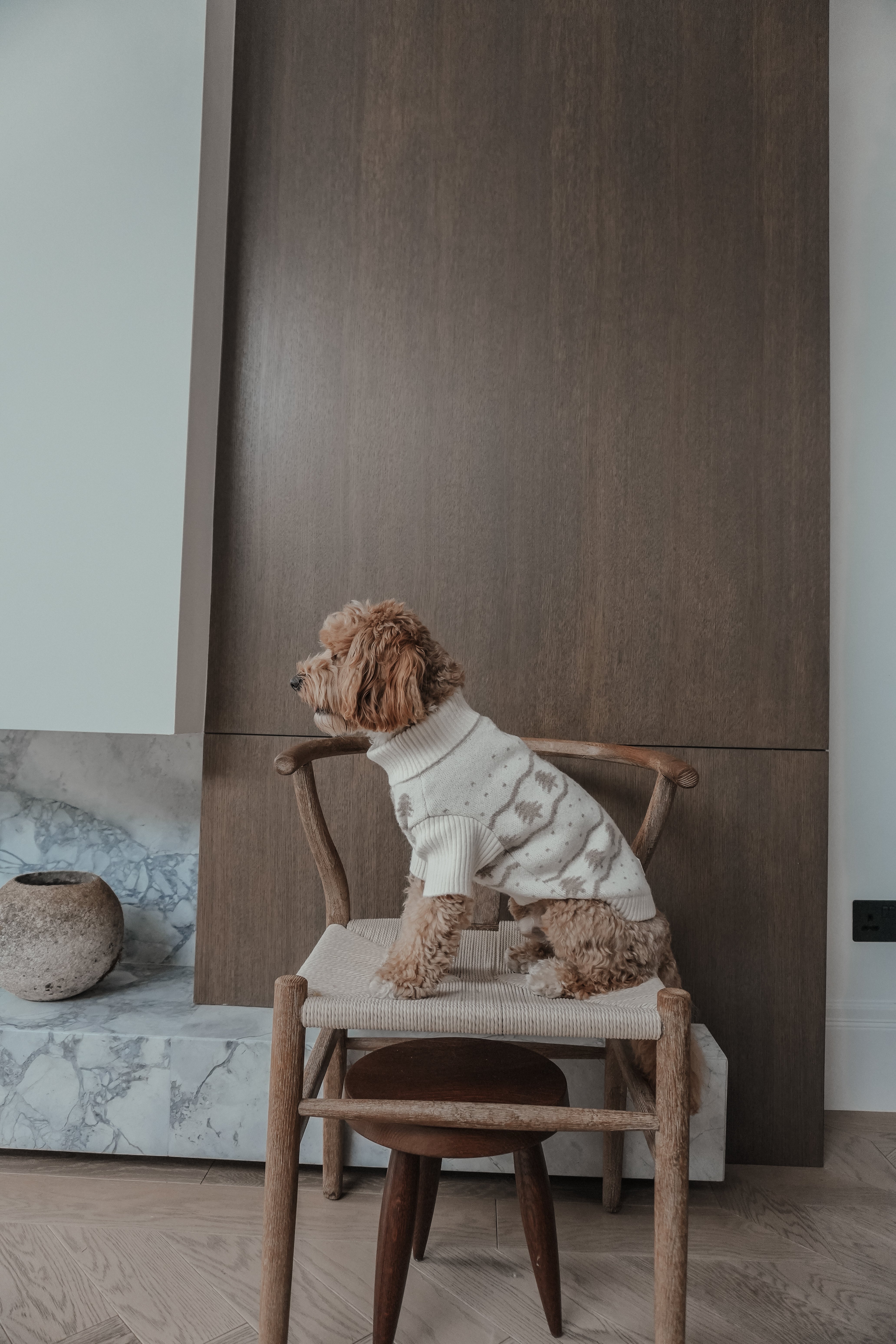 Theodore | Mini Australian Labradoodle | Size S