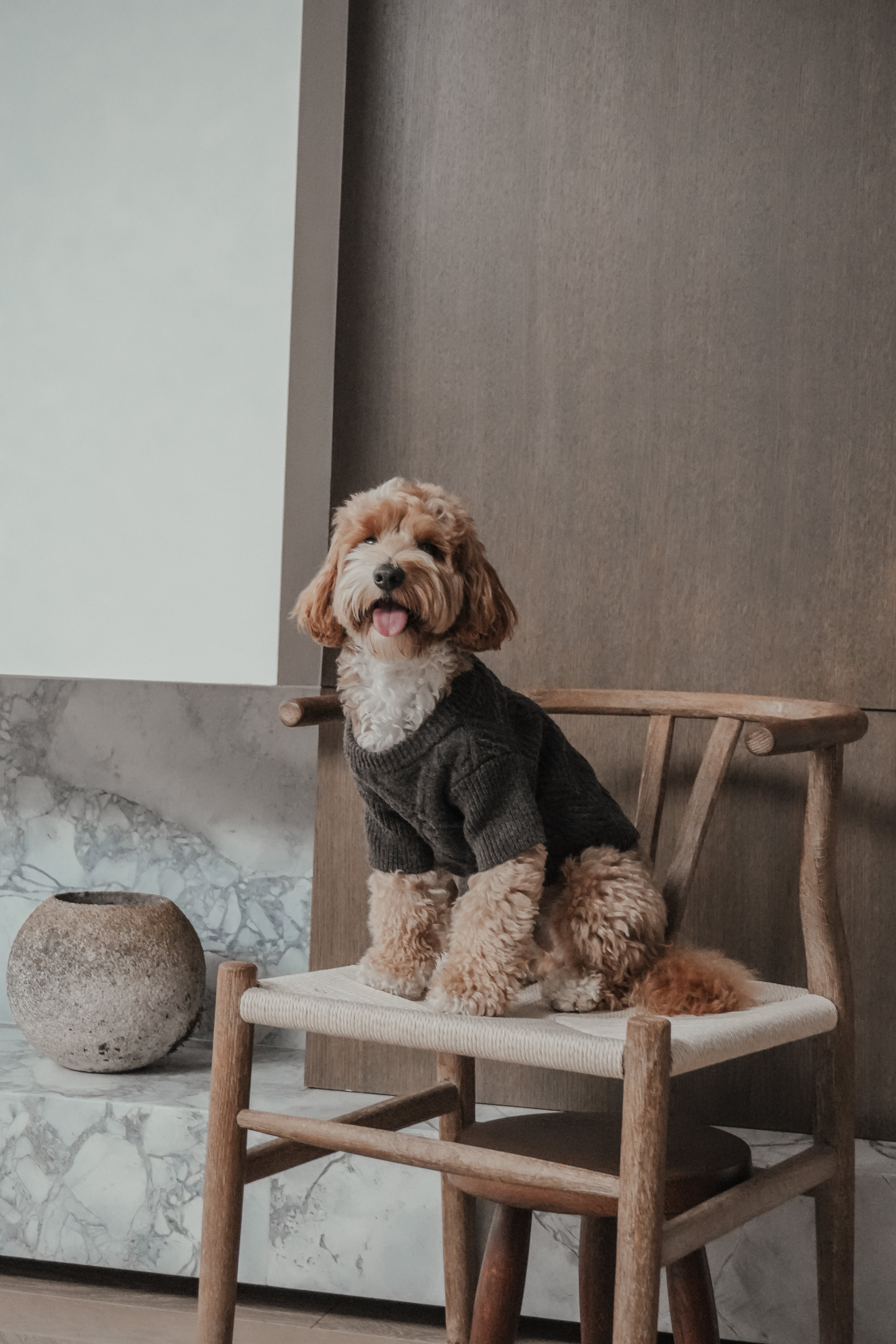 Theodore | Mini Australian Labradoodle | Size S